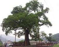 교목 회화나무 이미지