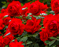 교화 - 장미 이미지