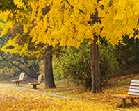 교목-은행나무 이미지