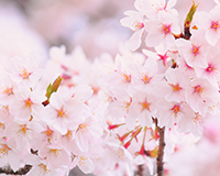 교목 벚나무 이미지