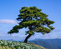 교목 소나무 이미지