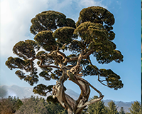 교목 - 향나무 이미지