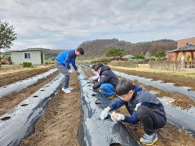 2026년 학교텃밭 감자심기 모종